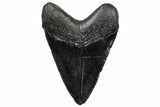 Fossil Megalodon Tooth - South Carolina #297490-1